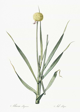 Lopsided Onion Illustratio