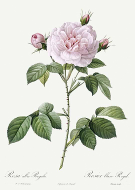 Les Roses 1824 HQ Original