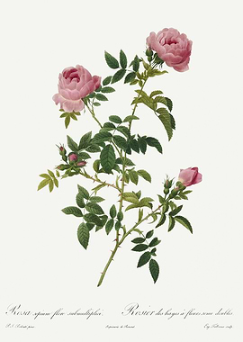 Les Roses 1824 HQ Original