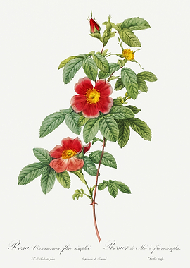 Les Roses 1824 HQ Original