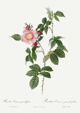 Les Roses 1824 HQ Original