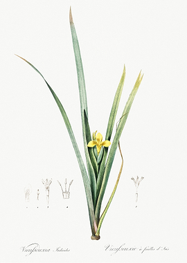 Yellow Iris Illustration F