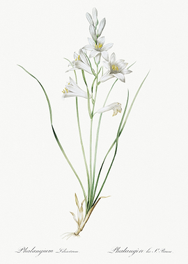 Paradise Lily Illustration