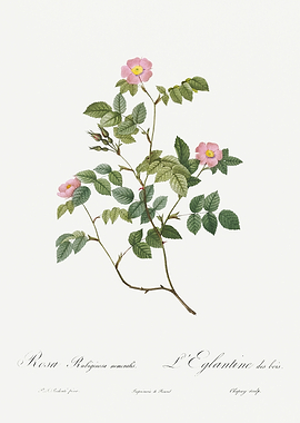 Les Roses 1824 HQ Original