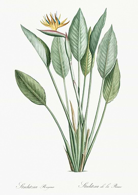 Bird Of Paradise Illustrat