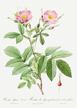 Les Roses 1824 HQ Original