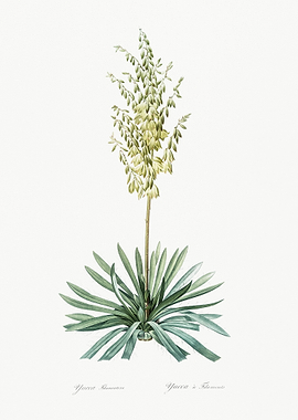 Adam39S Needle Illustratio