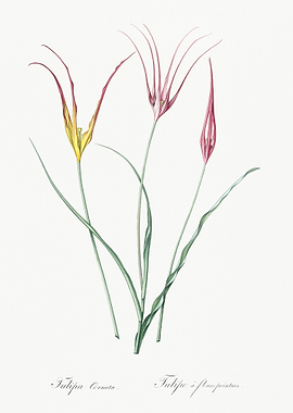Horned Tulip Illustration