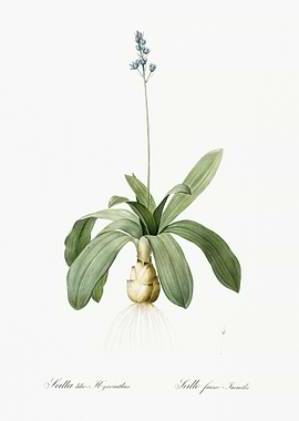 Scilla Lilio Hyacinthus Il