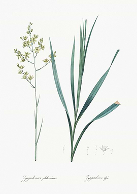 Sandbog Death Camas Illust