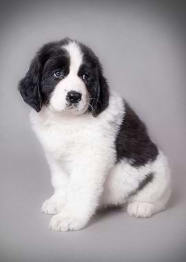 Landseer puppy