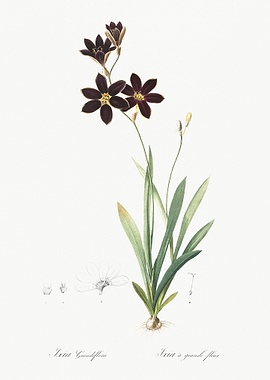 Ixia Grandiflora Illustrat