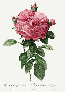 Les Roses 1824 HQ Original