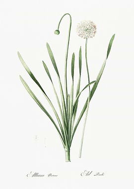 Blue Chives Illustration F
