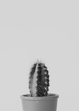 black and white cactus