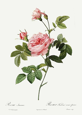 Les Roses 1824 HQ Original