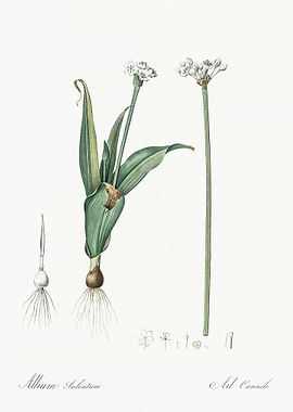 Ornamental Onion Illustrat