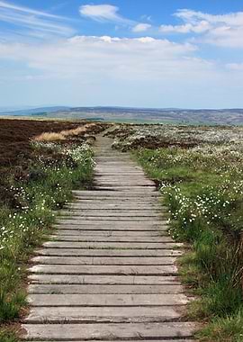 Pathway Through Nature