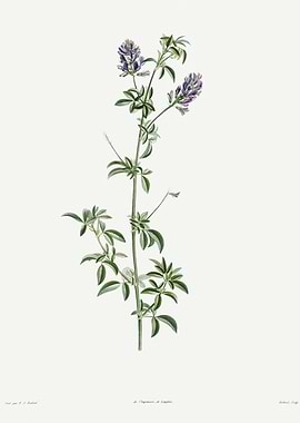 La Botanique 1805 HQ Orig