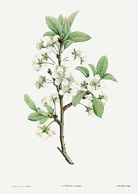 La Botanique 1805 HQ Orig