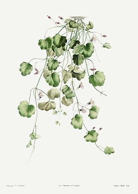 La Botanique 1805 HQ Orig