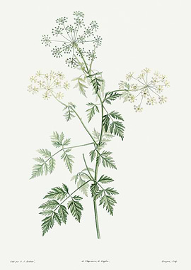 La Botanique 1805 HQ Orig