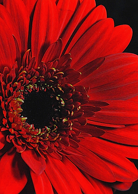 Red Daisy