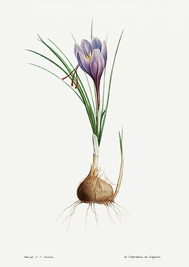 La Botanique 1805 HQ Orig