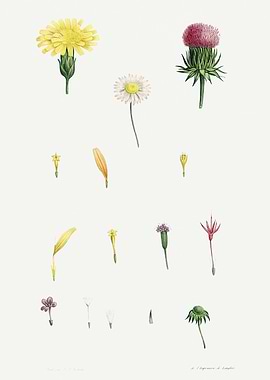 La Botanique 1805 HQ Orig