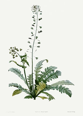 La Botanique 1805 HQ Orig