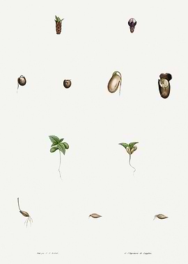 La Botanique 1805 HQ Orig