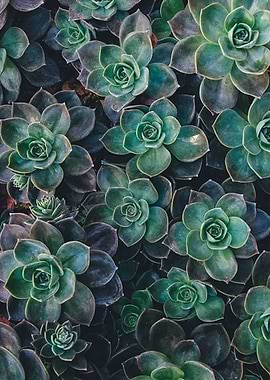 Succulents