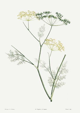 La Botanique 1805 HQ Orig