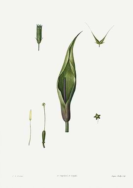 La Botanique 1805 HQ Orig