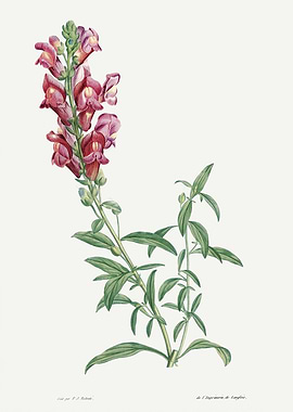 La Botanique 1805 HQ Orig