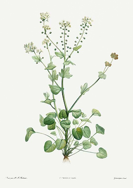 La Botanique 1805 HQ Orig