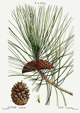 Traite Arbres 1819 HQ Orig