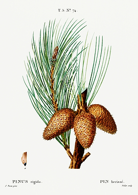 Traite Arbres 1819 HQ Orig