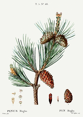 Traite Arbres 1819 HQ Orig