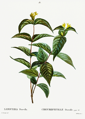 Traite Arbres 1819 HQ Orig