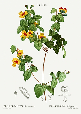 Traite Arbres 1819 HQ Orig