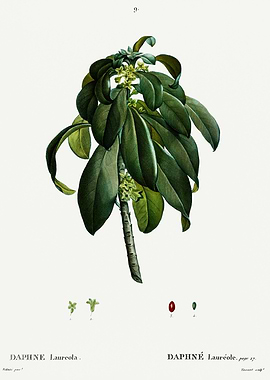 Traite Arbres 1819 HQ Orig