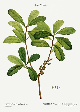 Traite Arbres 1819 HQ Orig