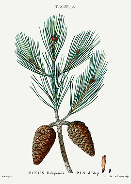 Traite Arbres 1819 HQ Orig