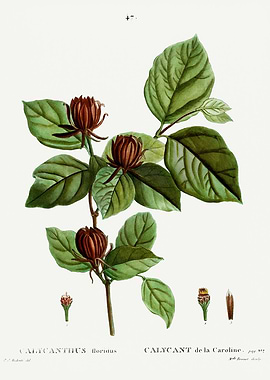 Traite Arbres 1819 HQ Orig