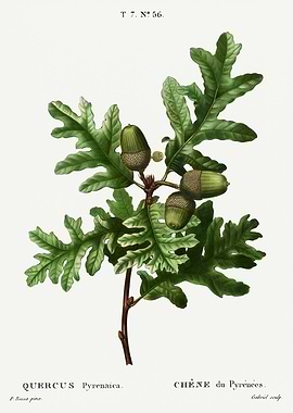 Traite Arbres 1819 HQ Orig