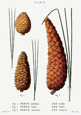 Traite Arbres 1819 HQ Orig