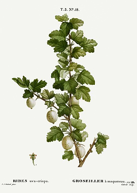 Traite Arbres 1819 HQ Orig