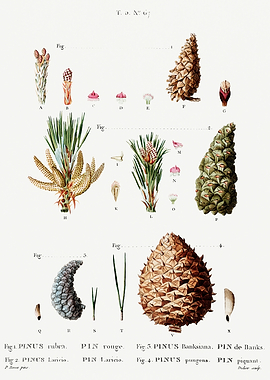 Traite Arbres 1819 HQ Orig