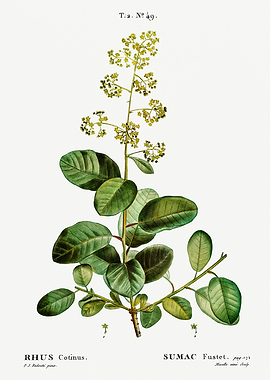 Traite Arbres 1819 HQ Orig